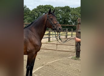 Oldenburger Springpferd, Stute, 6 Jahre, 168 cm, Dunkelbrauner