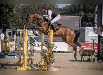 Oldenburger Springpferd, Stute, 6 Jahre, 169 cm, Brauner