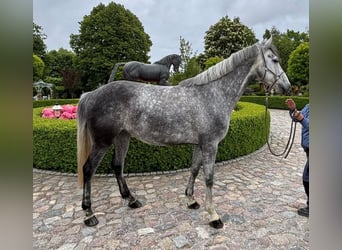 Oldenburger Springpferd, Stute, 6 Jahre, 170 cm, Schimmel