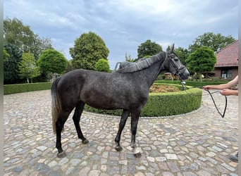 Oldenburger Springpferd, Stute, 6 Jahre, 170 cm, Schimmel