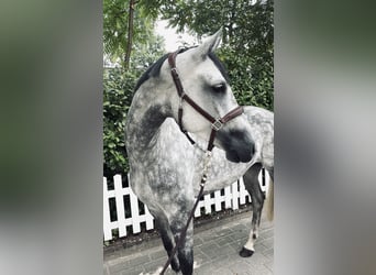 Oldenburger Springpferd, Stute, 6 Jahre, 170 cm