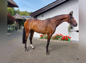 Oldenburger Springpferd, Stute, 6 Jahre, 171 cm, Brauner