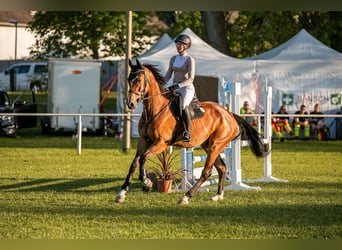Oldenburger Springpferd, Stute, 6 Jahre, 171 cm, Brauner