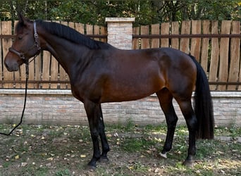 Oldenburger Springpferd, Stute, 6 Jahre, 172 cm, Brauner