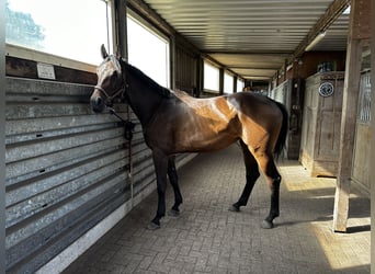 Oldenburger Springpferd, Stute, 6 Jahre, 172 cm, Brauner