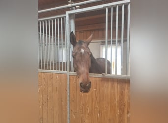 Oldenburger Springpferd, Stute, 6 Jahre, 172 cm, Schwarzbrauner