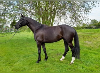 Oldenburger Springpferd, Stute, 6 Jahre, 172 cm, Schwarzbrauner