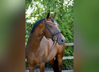 Oldenburger Springpferd, Stute, 6 Jahre, 173 cm, Brauner