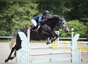 Oldenburger Springpferd, Stute, 6 Jahre, 175 cm, Schimmel