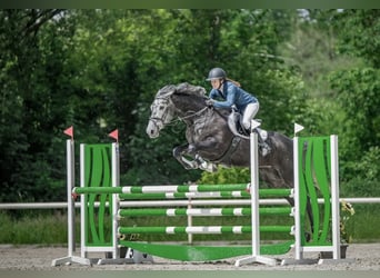 Oldenburger Springpferd, Stute, 6 Jahre, 175 cm, Schimmel
