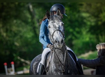 Oldenburger Springpferd, Stute, 6 Jahre, 175 cm, Schimmel
