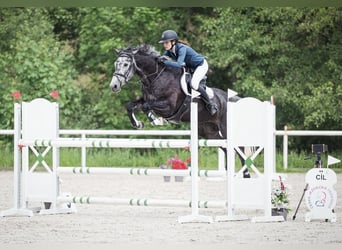 Oldenburger Springpferd, Stute, 6 Jahre, 175 cm, Schimmel