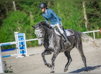 Oldenburger Springpferd, Stute, 6 Jahre, 175 cm, Schimmel