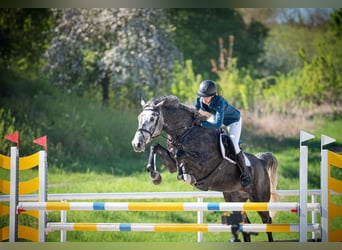 Oldenburger Springpferd, Stute, 6 Jahre, 175 cm, Schimmel