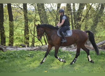 Oldenburger Springpferd, Stute, 6 Jahre, 179 cm, Brauner