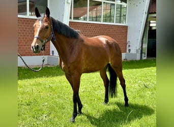 Oldenburger Springpferd, Stute, 6 Jahre, Brauner