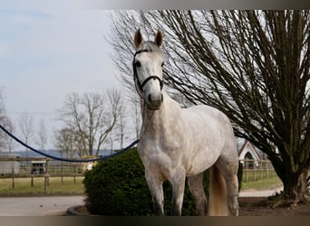 Oldenburger Springpferd, Stute, 6 Jahre, Schimmel