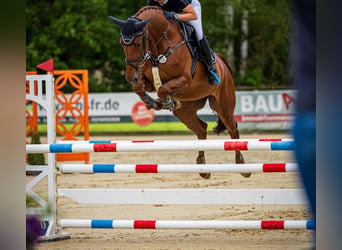 Oldenburger Springpferd, Stute, 6 Jahre