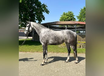 Oldenburger Springpferd Mix, Stute, 7 Jahre, 160 cm, Apfelschimmel