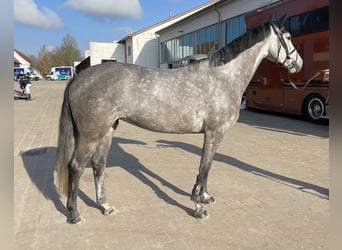 Oldenburger Springpferd, Stute, 7 Jahre, 160 cm, Apfelschimmel