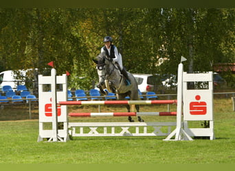 Oldenburger Springpferd, Stute, 7 Jahre, 162 cm, Schimmel