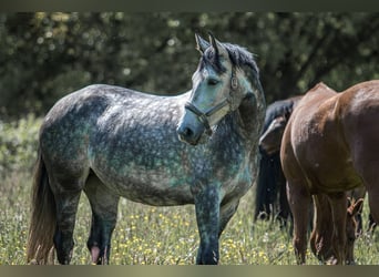 Oldenburger Springpferd, Stute, 7 Jahre, 163 cm, Schimmel