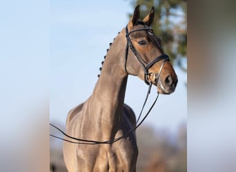 Oldenburger Springpferd, Stute, 7 Jahre, 164 cm, Brauner