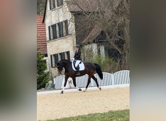 Oldenburger Springpferd, Stute, 7 Jahre, 165 cm, Brauner