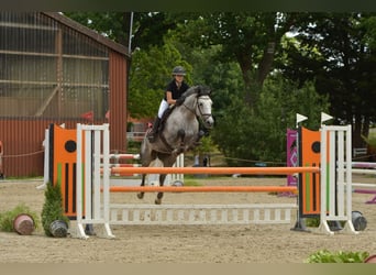 Oldenburger Springpferd, Stute, 7 Jahre, 165 cm, Schimmel