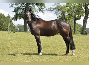Oldenburger Springpferd, Stute, 7 Jahre, 166 cm, Dunkelbrauner