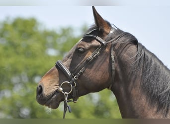 Oldenburger Springpferd, Stute, 7 Jahre, 166 cm, Dunkelbrauner