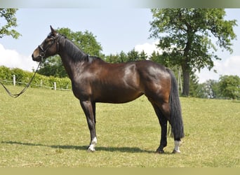 Oldenburger Springpferd, Stute, 7 Jahre, 166 cm, Dunkelbrauner