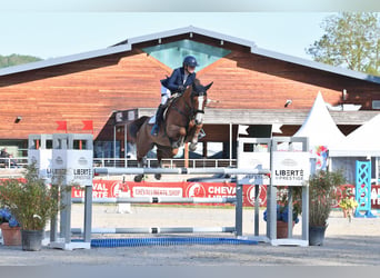 Oldenburger Springpferd, Stute, 7 Jahre, 166 cm, Fuchs