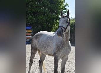 Oldenburger Springpferd, Stute, 7 Jahre, 166 cm, Schimmel