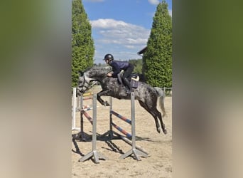Oldenburger Springpferd, Stute, 7 Jahre, 167 cm, Apfelschimmel