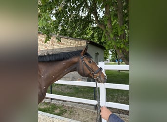Oldenburger Springpferd, Stute, 7 Jahre, 167 cm, Brauner