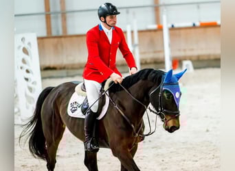 Oldenburger Springpferd, Stute, 7 Jahre, 167 cm, Dunkelbrauner