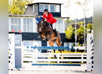 Oldenburger Springpferd, Stute, 7 Jahre, 167 cm, Dunkelbrauner