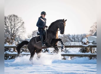 Oldenburger Springpferd, Stute, 7 Jahre, 167 cm, Rappe