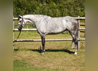 Oldenburger Springpferd, Stute, 7 Jahre, 167 cm, Schimmel