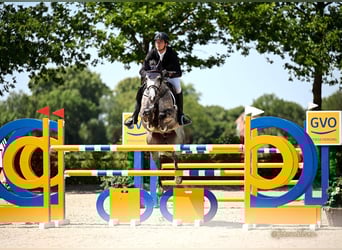 Oldenburger Springpferd, Stute, 7 Jahre, 168 cm, Apfelschimmel