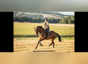 Oldenburger Springpferd, Stute, 7 Jahre, 168 cm, Brauner