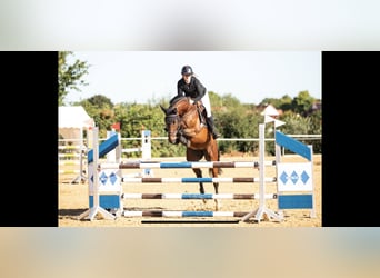 Oldenburger Springpferd, Stute, 7 Jahre, 168 cm, Brauner