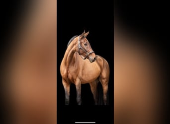 Oldenburger Springpferd, Stute, 7 Jahre, 168 cm, Brauner