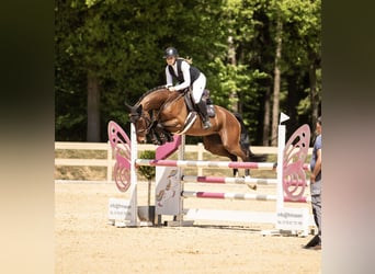 Oldenburger Springpferd, Stute, 7 Jahre, 168 cm, Brauner