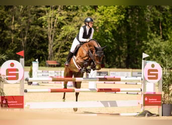 Oldenburger Springpferd, Stute, 7 Jahre, 168 cm, Brauner