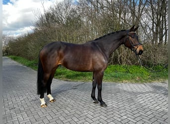Oldenburger Springpferd, Stute, 7 Jahre, 168 cm, Dunkelbrauner