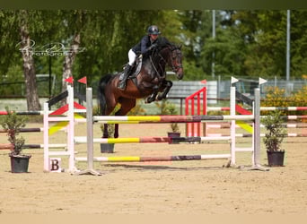 Oldenburger Springpferd, Stute, 7 Jahre, 168 cm, Dunkelbrauner