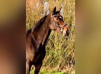 Oldenburger Springpferd, Stute, 7 Jahre, 168 cm, Dunkelbrauner