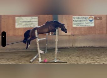 Oldenburger Springpferd, Stute, 7 Jahre, 169 cm, Brauner